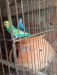 Budgerigar